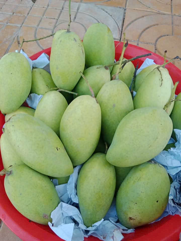 Xoài Cát Hòa lộc 1