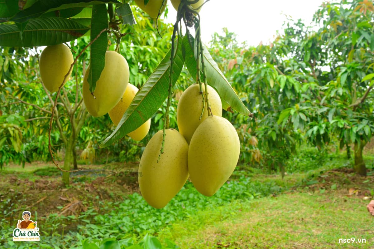 Xoài Cát Chu Loại 1